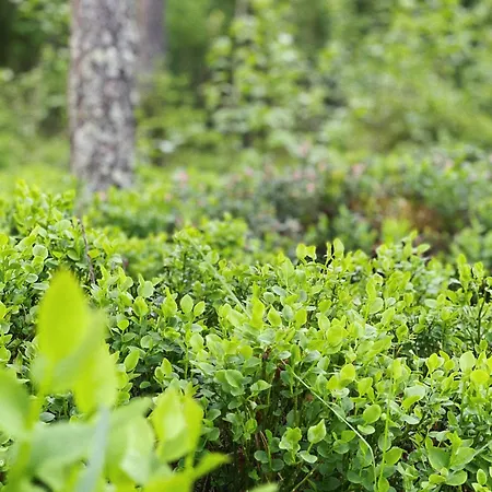 Forestime Lyytilanmaki